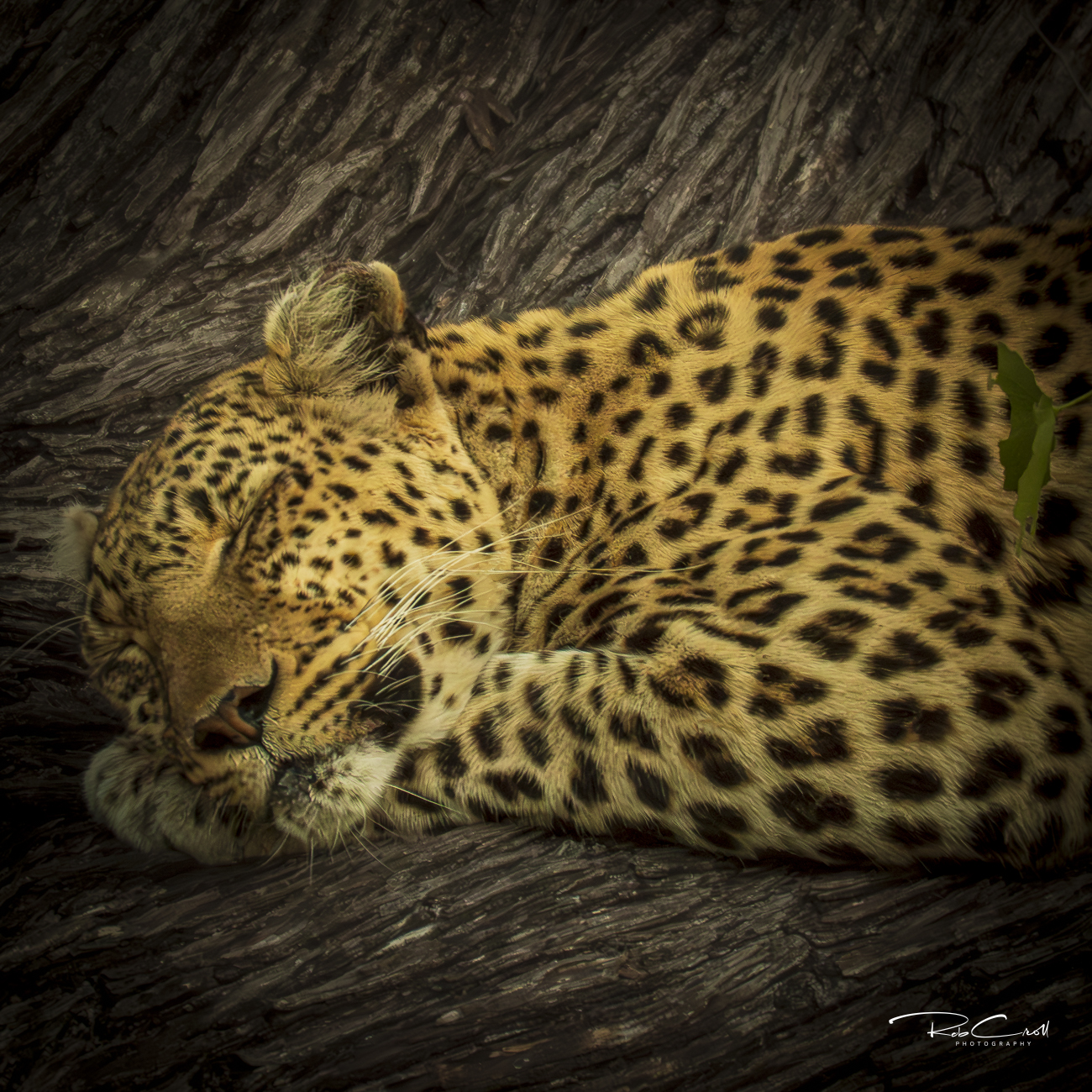 Sleeping Leopard